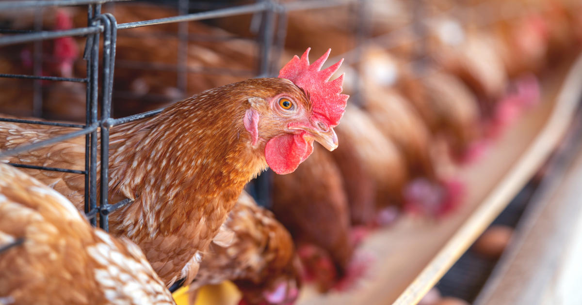 Petrinja Chicken Company i Perutnina Ptuj u Sisačko-moslavačkoj i Zagrebačkoj županiji planiraju 19 postrojenja peradarske industrije